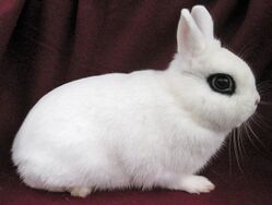 Rabbit breeds around the world - WabbitWiki
