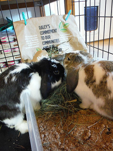 Hay - WabbitWiki