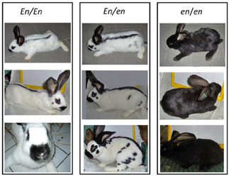 Rabbit coat genetics - WabbitWiki