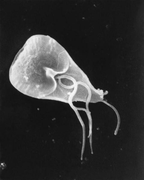 File:640px-Giardia lamblia SEM 8698 lores.jpg