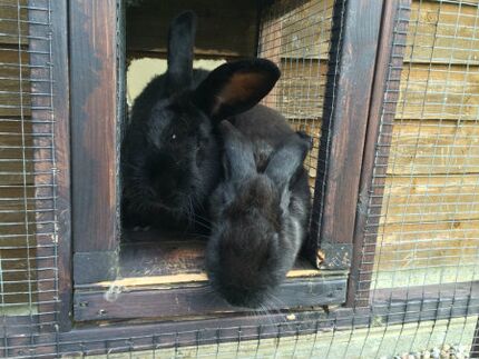 Rabbits outdoors - WabbitWiki