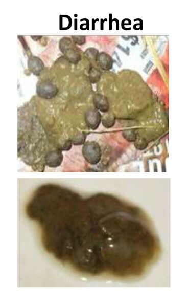 File:Diarrhea-Medirabbit-2.jpeg