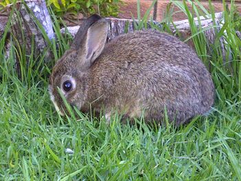 Wild rabbits - WabbitWiki
