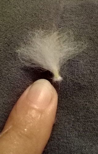 Hair - WabbitWiki