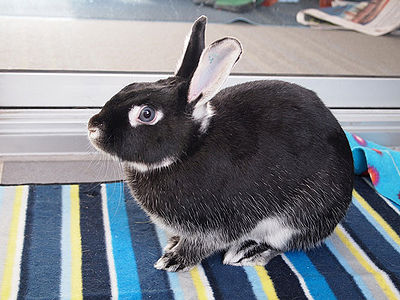 rabbit-breeds-around-the-world-wabbitwiki