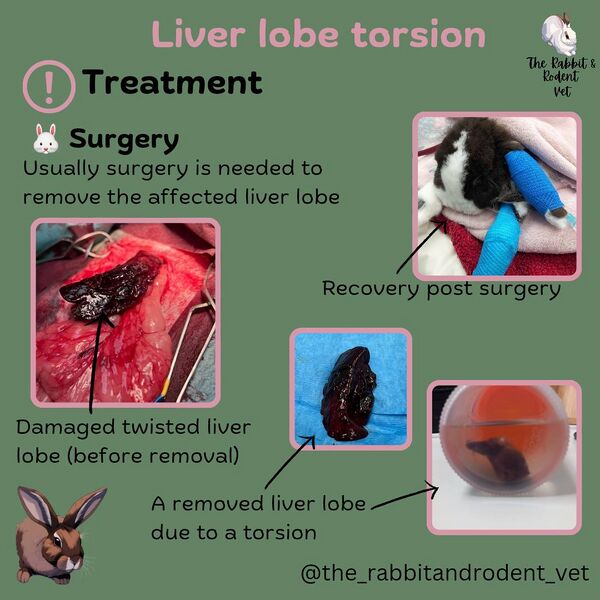 File:RabbitRodentVet-LLT6.jpg