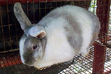 Rabbit breeds around the world - WabbitWiki