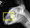 Thumbnail for version as of 16:54, 24 January 2023