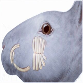 Teeth - WabbitWiki