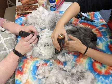 Grooming - WabbitWiki