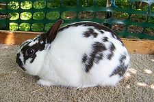 Rabbit breeds around the world - WabbitWiki