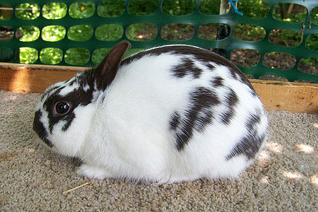 Rabbit Breeds Around The World WabbitWiki