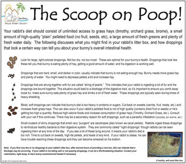 Rabbit poop - WabbitWiki