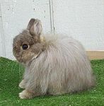 Rabbit breeds around the world - WabbitWiki