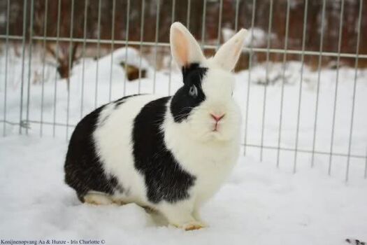 Vienna-marked rabbits - WabbitWiki