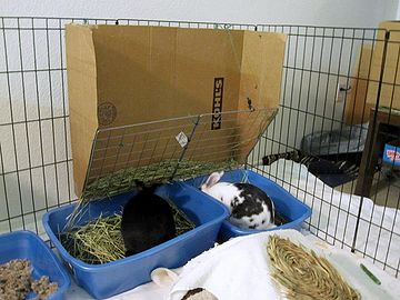 Hay - WabbitWiki