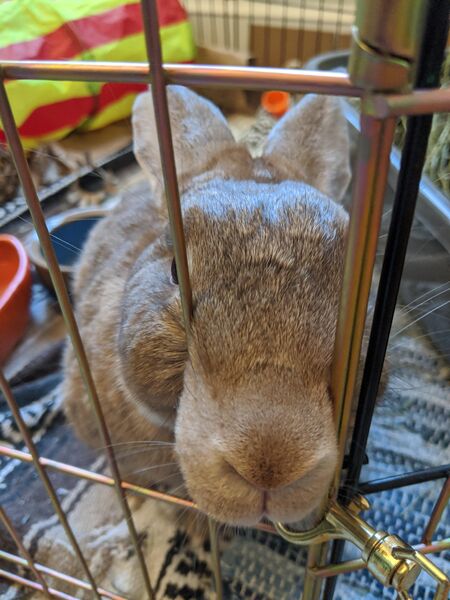 File:SNOOT SNOOT.jpg