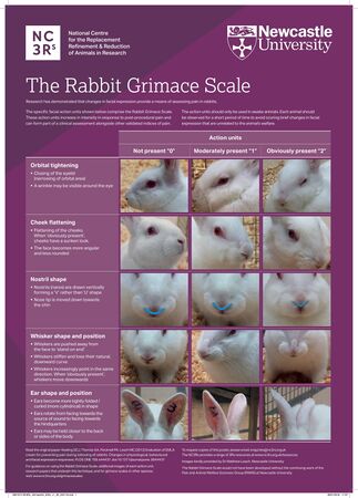 Veterinary emergencies - WabbitWiki