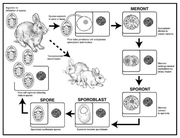 E. cuniculi series by Dr. Schommer.