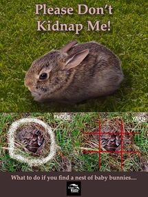 How to Tell How Old a Wild Bunny Is