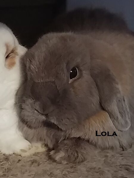 File:Lola.jpeg