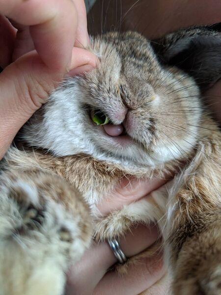 Teeth - WabbitWiki