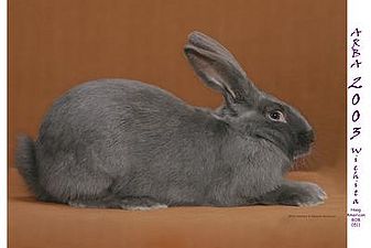 Rabbit breeds around the world - WabbitWiki