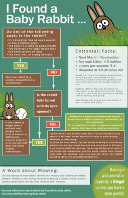 Wild rabbits - WabbitWiki