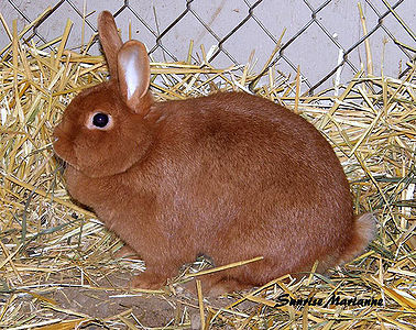 Rabbit Breeds Around The World - Wabbitwiki