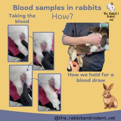 RabbitRodentVet-Blood2.jpg