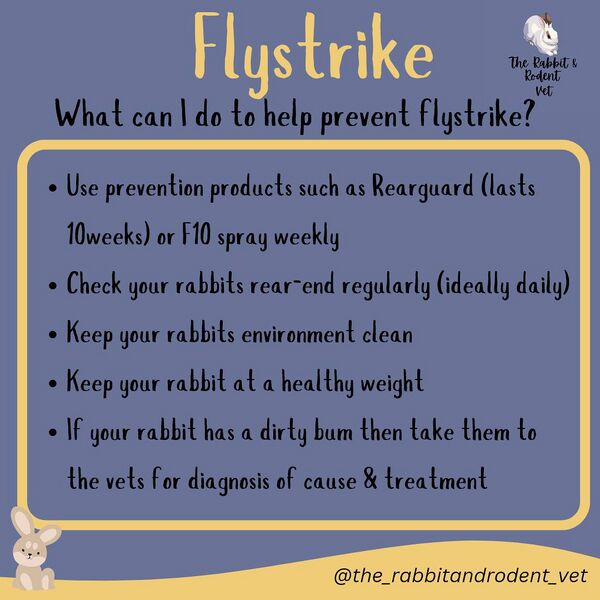 File:TheRabbitRodentVetFlyStrike3.jpg