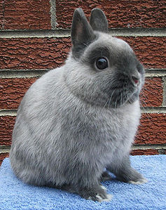 Rabbit breeds around the world - WabbitWiki