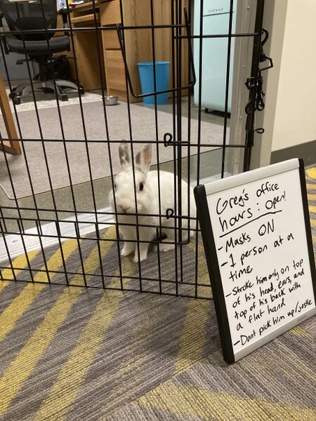 File:Dorm-bunny-visitors.jpg