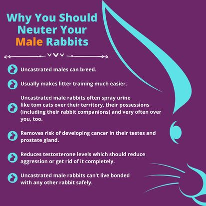 Spaying and neutering rabbits - WabbitWiki