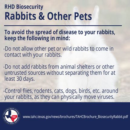 Rabbit hemorrhagic disease - WabbitWiki