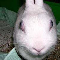 Thymoma - WabbitWiki