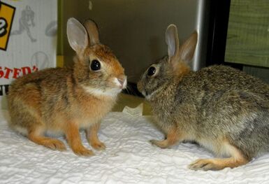 Wild rabbits - WabbitWiki