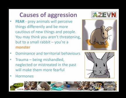 Aggressive rabbits - WabbitWiki