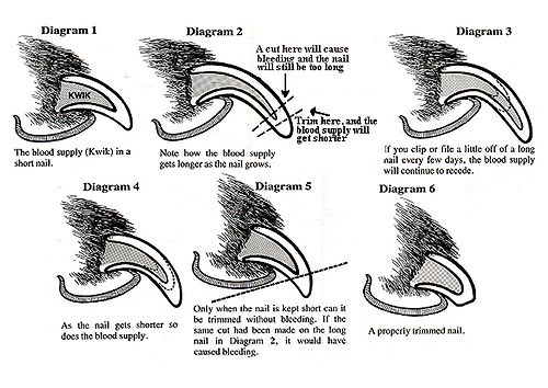 Grooming - WabbitWiki