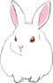 Should i get rabbit icon.png