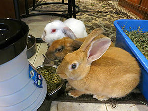 Deciding On A Rabbit Wabbitwiki