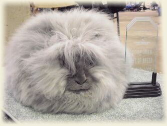 Rabbit breeds around the world - WabbitWiki