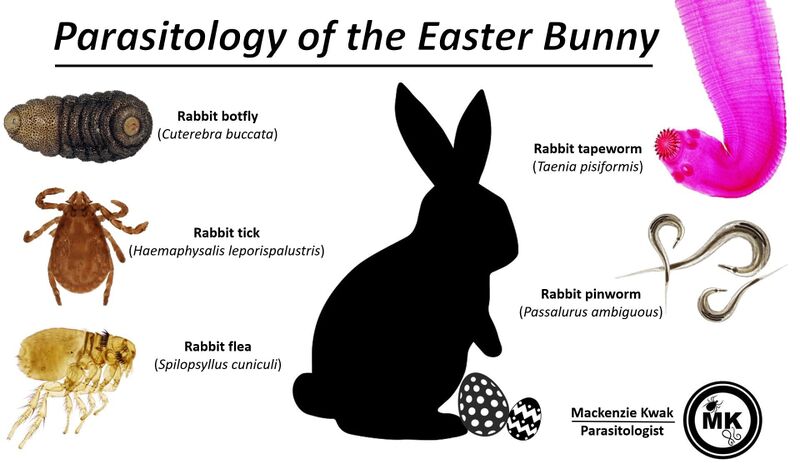 File:Parasitologyoftheeasterbunny.jpg