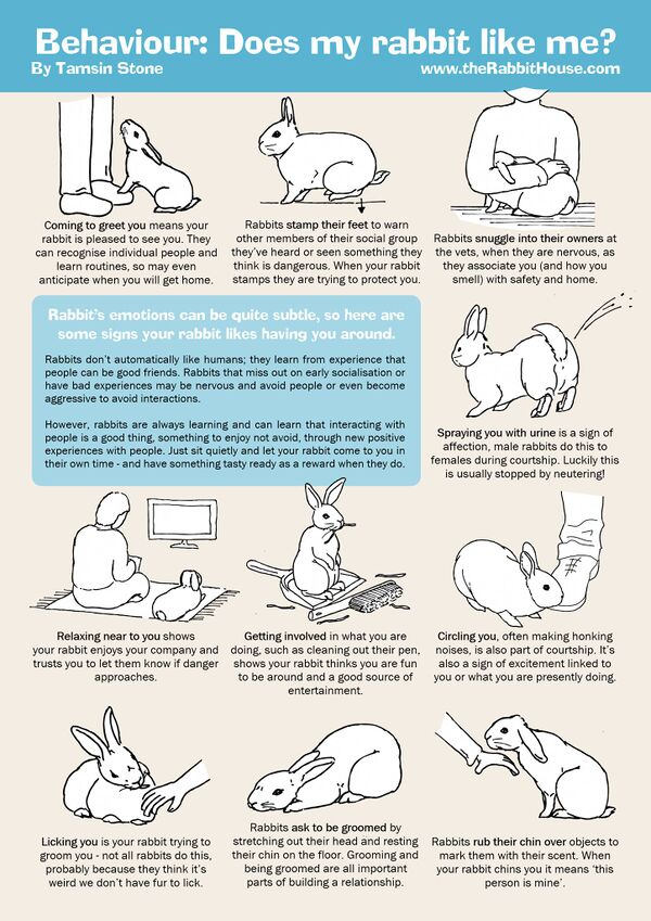 Bunny Behavior Chart