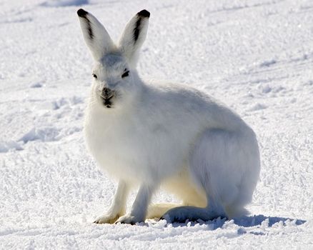 Wild rabbits - WabbitWiki