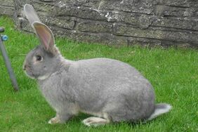 Rabbit breeds around the world - WabbitWiki