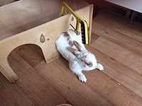 make your own rabbit toys